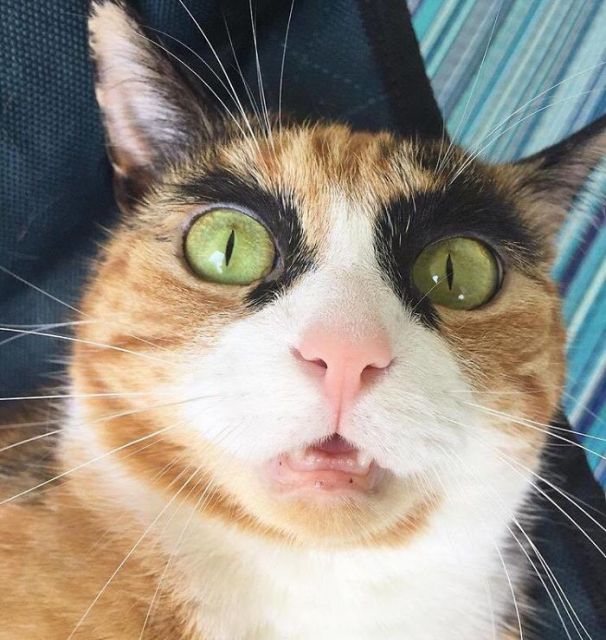 Meet Lilly, The Cat With Weird Eyebrows Who Looks Like She’s Always Judging You (10 pics)