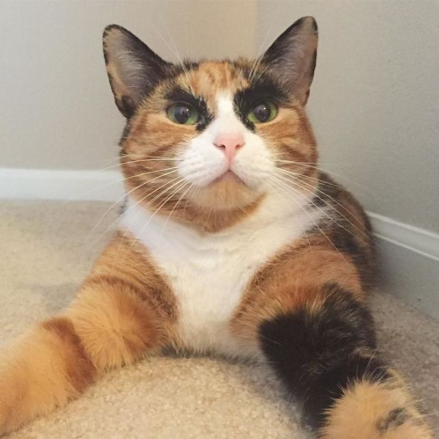 Meet Lilly, The Cat With Weird Eyebrows Who Looks Like She’s Always Judging You (10 pics)