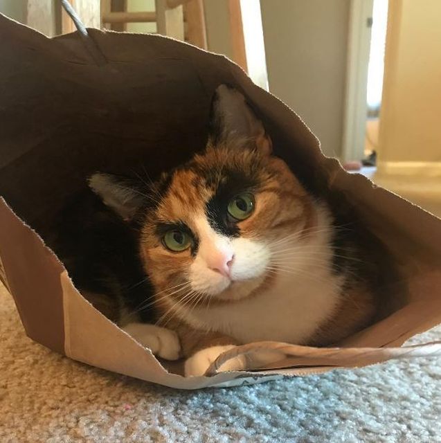 Meet Lilly, The Cat With Weird Eyebrows Who Looks Like She’s Always Judging You (10 pics)