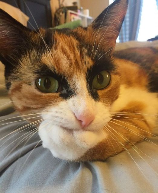 Meet Lilly, The Cat With Weird Eyebrows Who Looks Like She’s Always Judging You (10 pics)