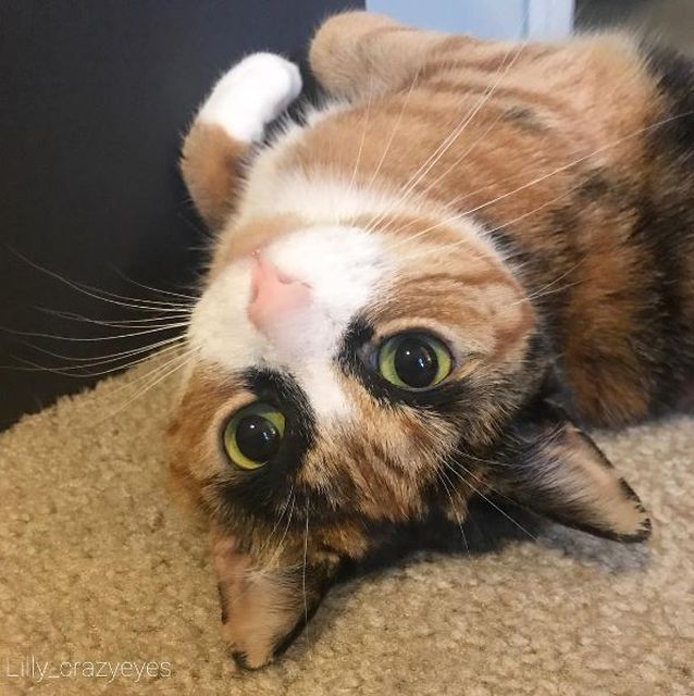 Meet Lilly, The Cat With Weird Eyebrows Who Looks Like She’s Always Judging You (10 pics)