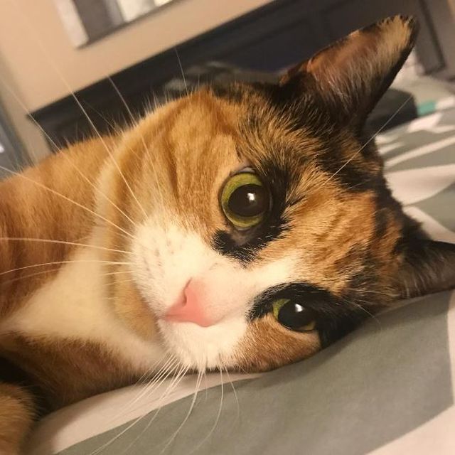 Meet Lilly, The Cat With Weird Eyebrows Who Looks Like She’s Always Judging You (10 pics)