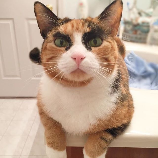 Meet Lilly, The Cat With Weird Eyebrows Who Looks Like She’s Always Judging You (10 pics)