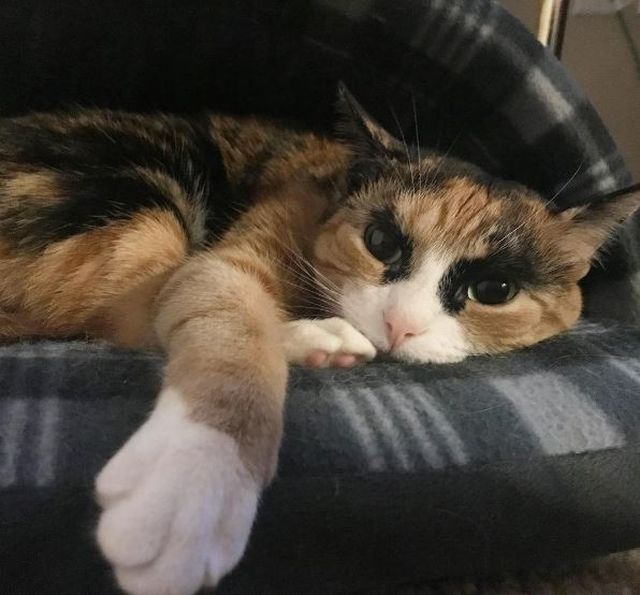 Meet Lilly, The Cat With Weird Eyebrows Who Looks Like She’s Always Judging You (10 pics)