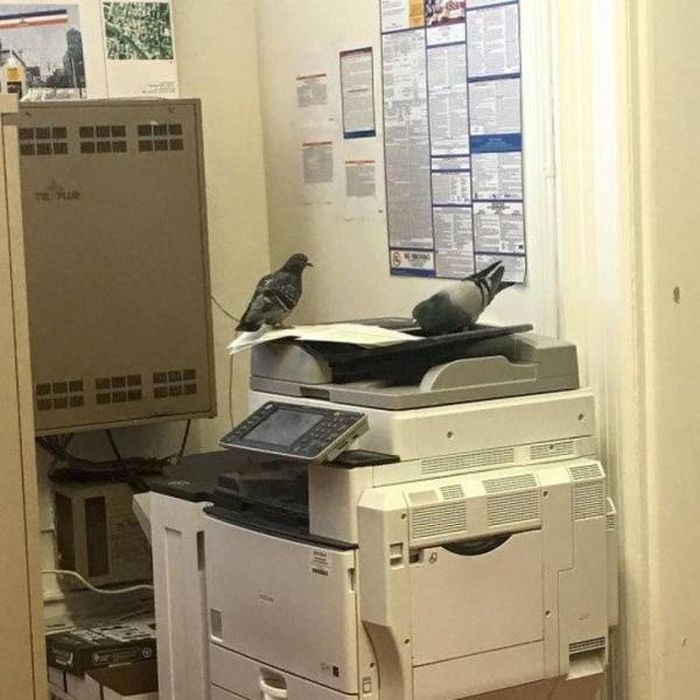 Work LOLs (45 pics)