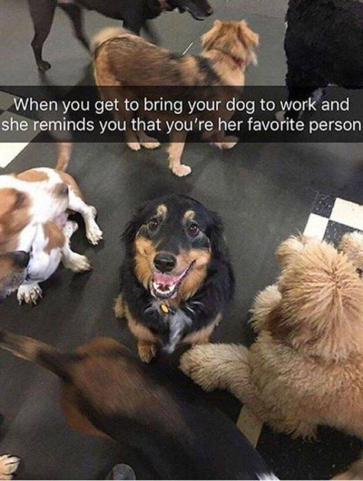 Work LOLs (45 pics)