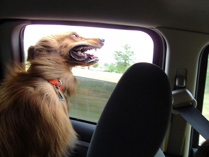 Dogs Vs Wind (20 pics)