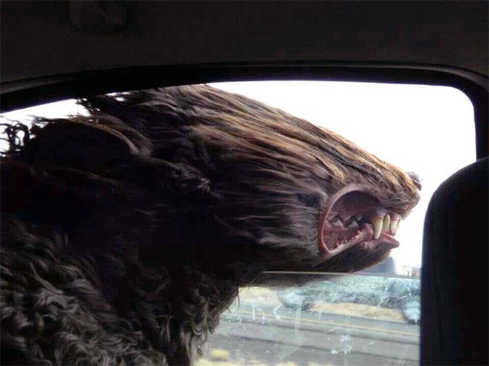 Dogs Vs Wind (20 pics)