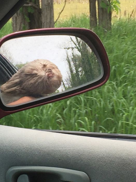 Dogs Vs Wind (20 pics)