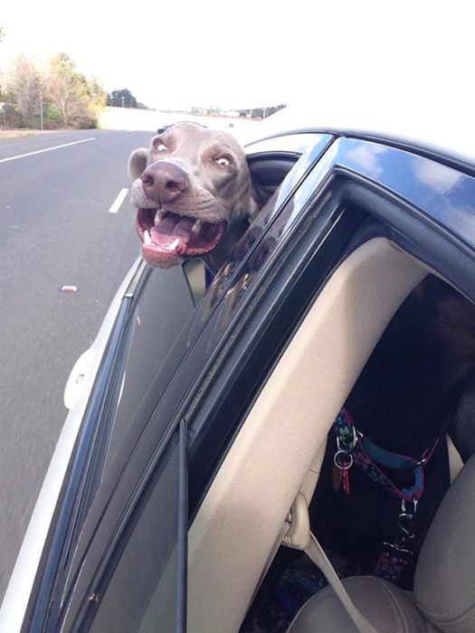 Dogs Vs Wind (20 pics)