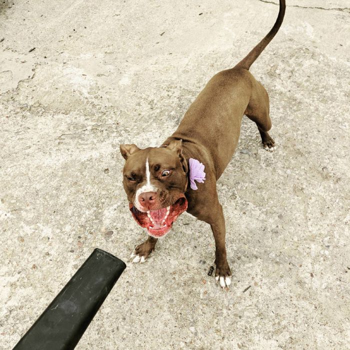 Dogs Vs Wind (20 pics)