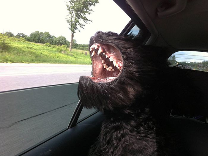 Dogs Vs Wind (20 pics)