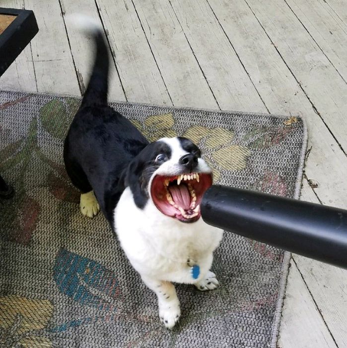 Dogs Vs Wind (20 pics)