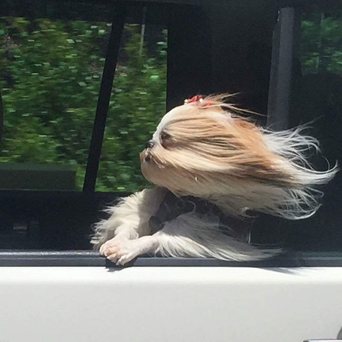 Dogs Vs Wind (20 pics)