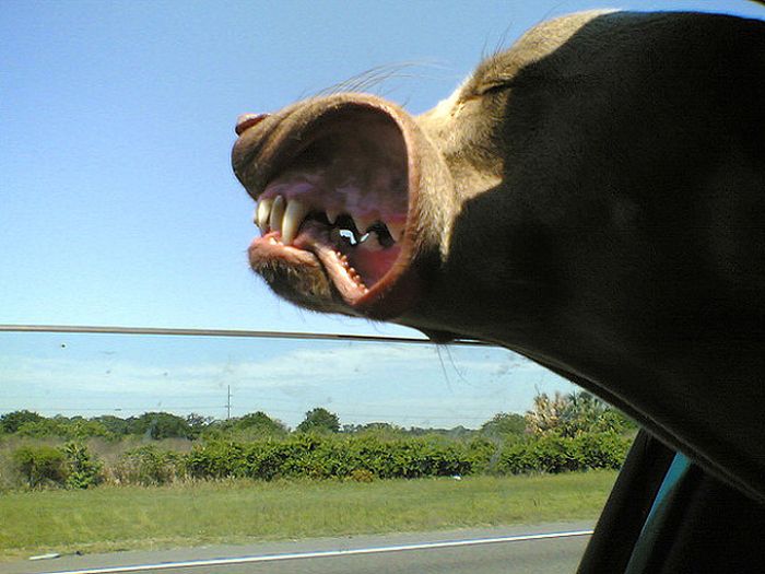 Dogs Vs Wind (20 pics)