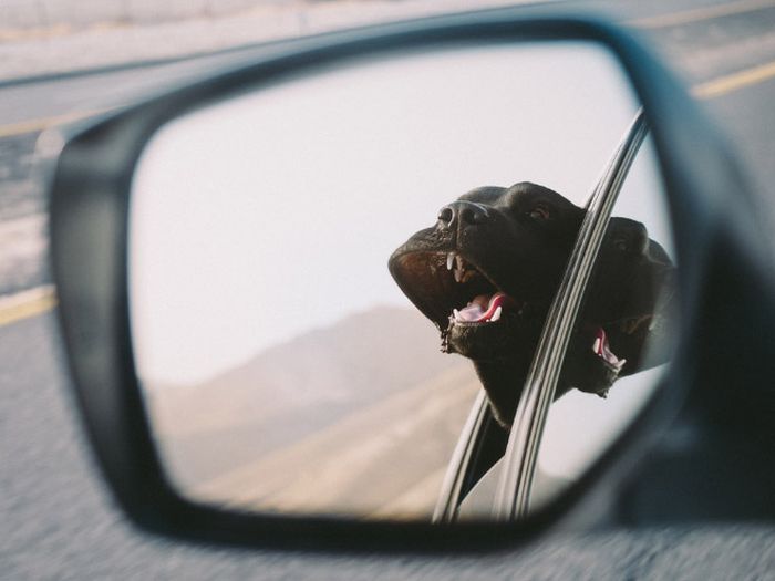 Dogs Vs Wind (20 pics)