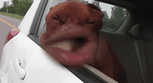 Dogs Vs Wind (20 pics)