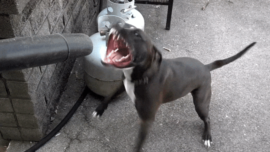 Dogs Vs Wind (20 pics)