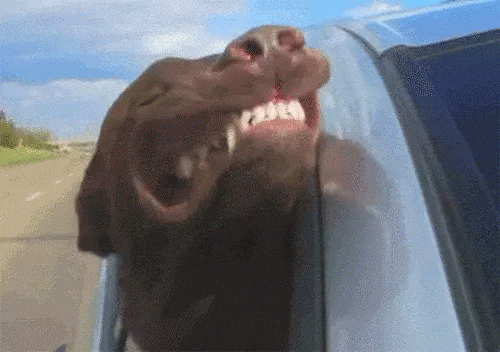 Dogs Vs Wind (20 pics)