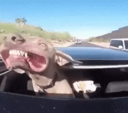 Dogs Vs Wind (20 pics)