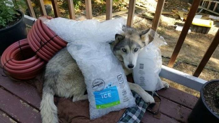 Heat Is Bad (24 pics)