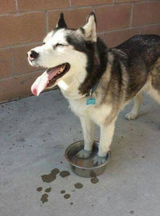 Heat Is Bad (24 pics)