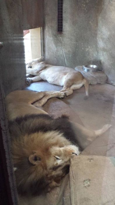 Heat Is Bad (24 pics)