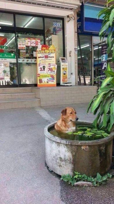 Heat Is Bad (24 pics)