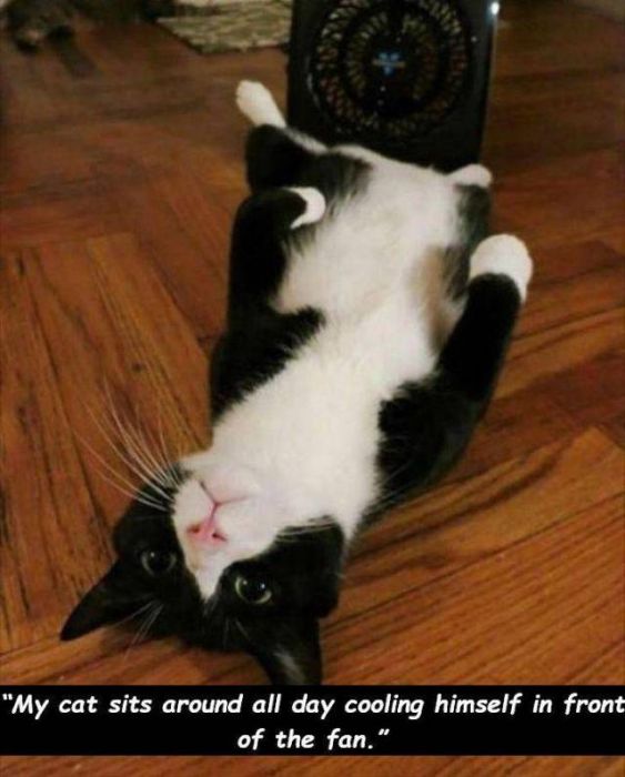 Heat Is Bad (24 pics)