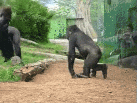 It's Called Fails (21 gifs)