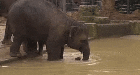 It's Called Fails (21 gifs)