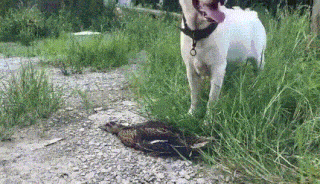 Acid Gifdump, August 07, 2018 (25 gifs)