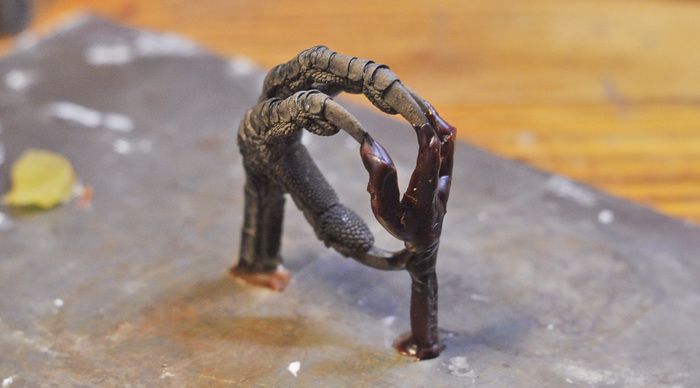 Ring Made Out Of The Crow's Paw (16 pics)