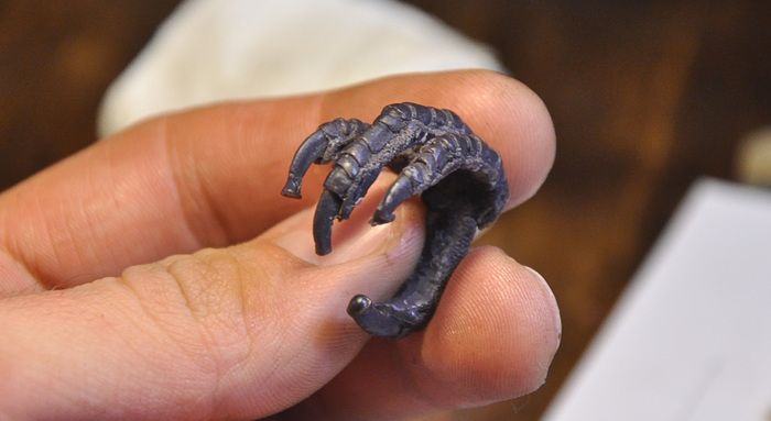 Ring Made Out Of The Crow's Paw (16 pics)
