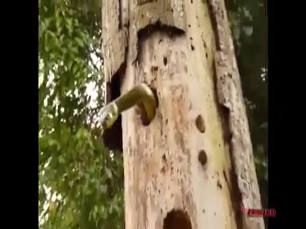 Full Clip Of Woody The Wood-Pecker