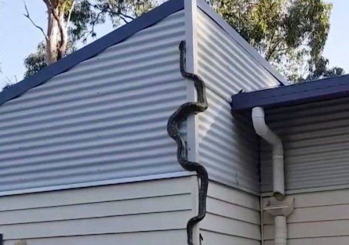 Acid Picdump (90 pics)