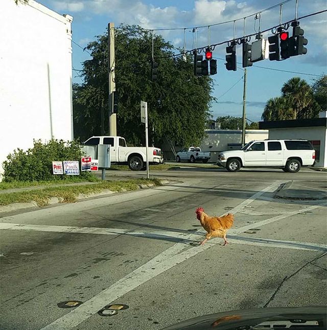 You Don't See It On The Road Very Often (30 pics)