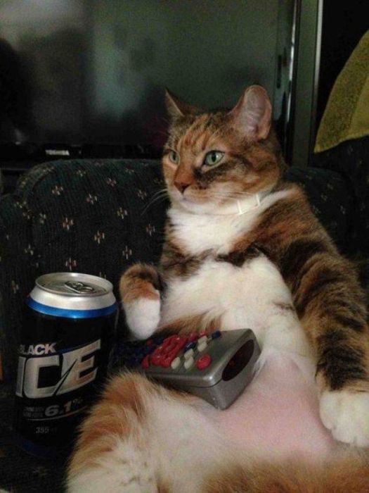 Funny Things About Drinking (45 pics)