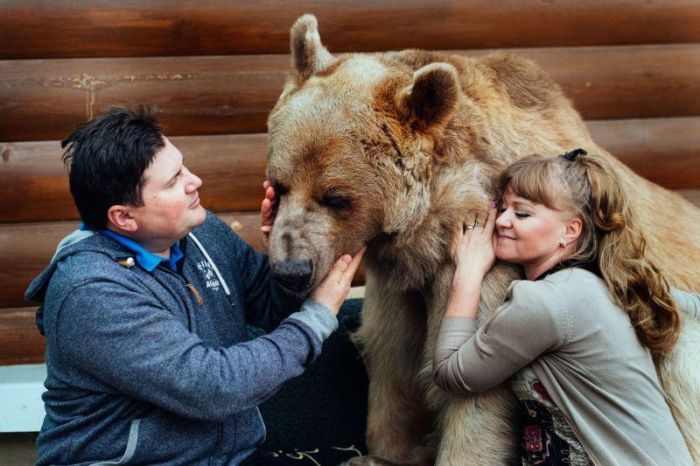 Russian Pet Bear (7 pics)