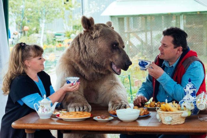 Russian Pet Bear (7 pics)