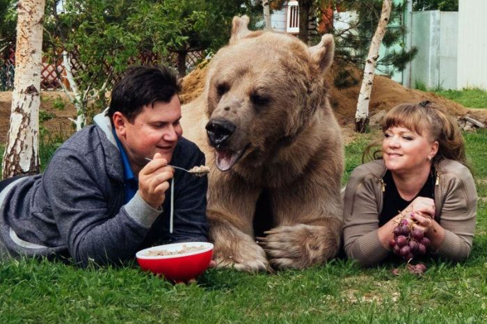 Russian Pet Bear (7 pics)