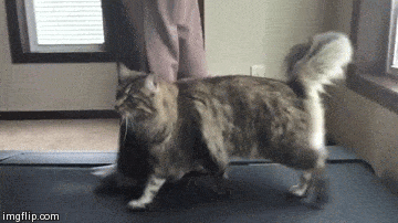 Acid Gifdump, August 09, 2018 (25 gifs)