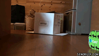 Acid Gifdump, August 09, 2018 (25 gifs)
