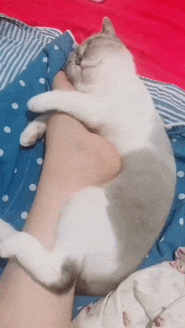 Acid Gifdump, August 09, 2018 (25 gifs)