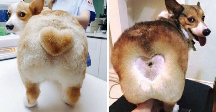 Funny Pet Haircuts (14 pics)