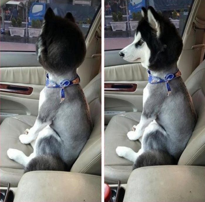 Funny Pet Haircuts (14 pics)