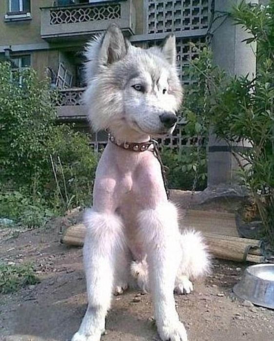 Funny Pet Haircuts (14 pics)