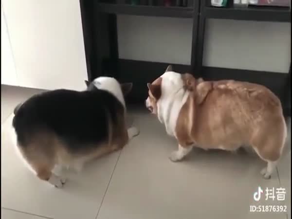 Corgis Are Obviously Useless As Guard Dogs