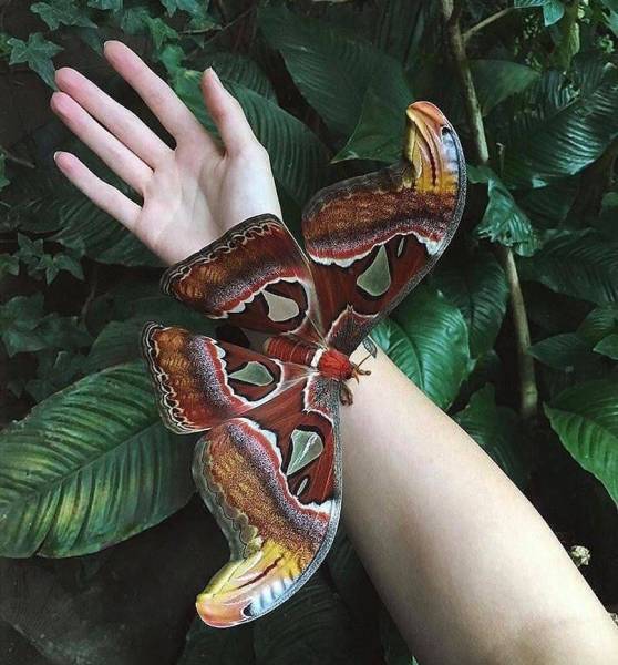 Acid Picdump (92 pics)