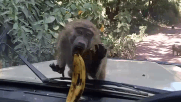 Acid Gifdump, August 10, 2018 (25 gifs)